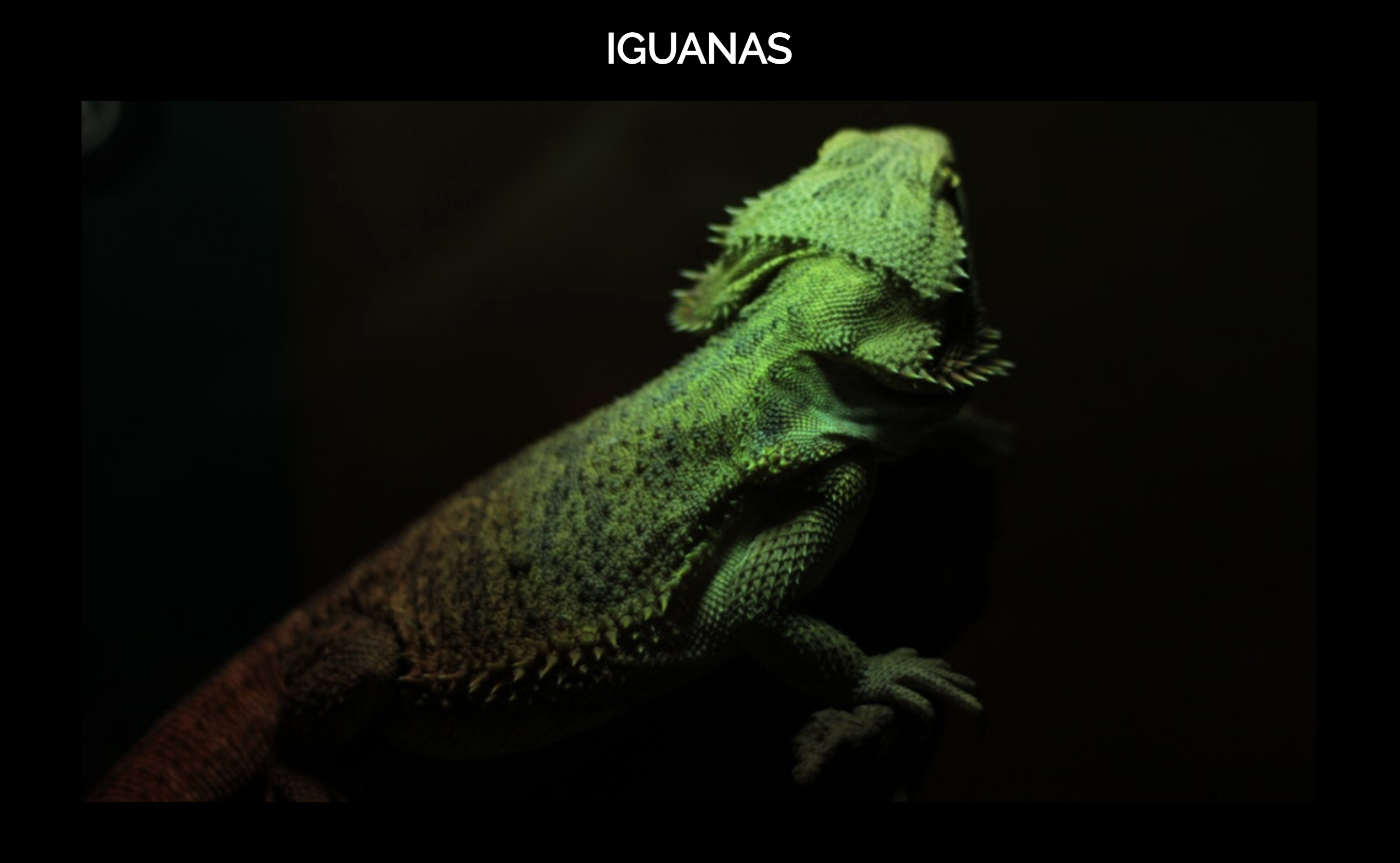 Iguana Landing Page